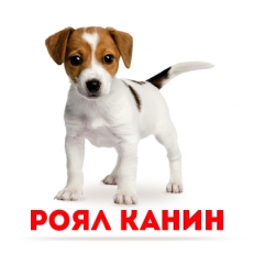 Корпоративный праздник для компании «Royal Canin»